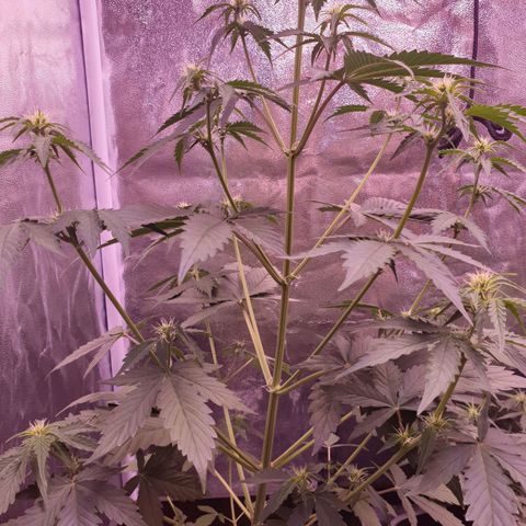 Pink Runtz Auto growlog timeline photo
