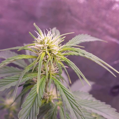 Pink Runtz Auto growlog timeline photo