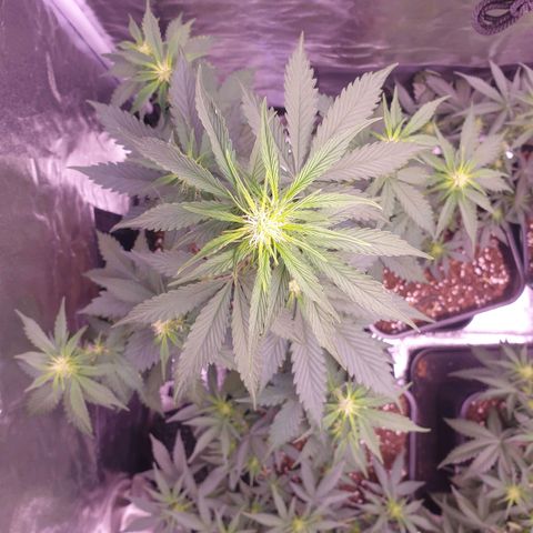 Pink Runtz Auto growlog timeline photo