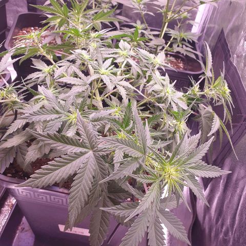 Royal Dwarf Auto growlog timeline photo