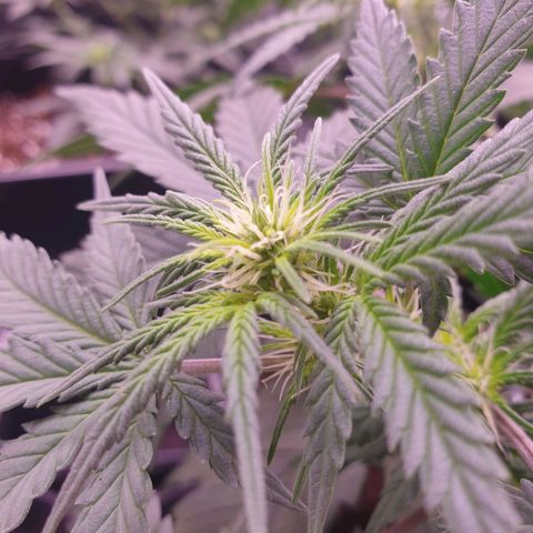 Royal Dwarf Auto growlog timeline photo