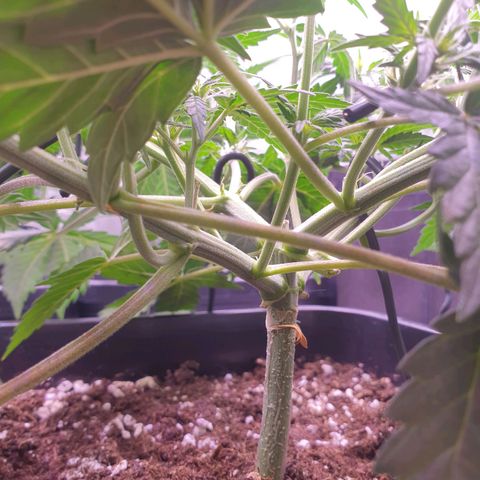 Royal Dwarf Auto growlog timeline photo