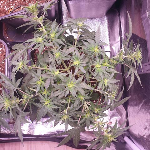 Royal Dwarf Auto growlog timeline photo