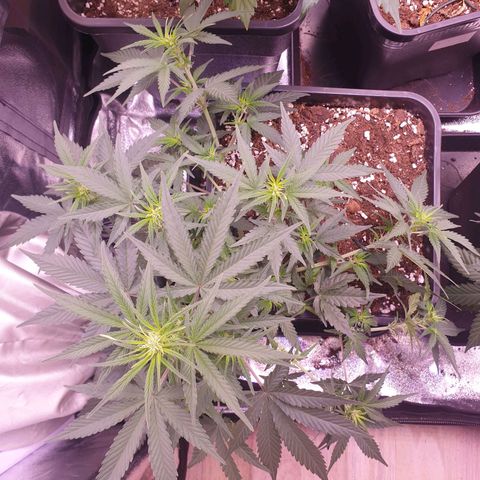 Eigener Dwarf growlog timeline photo