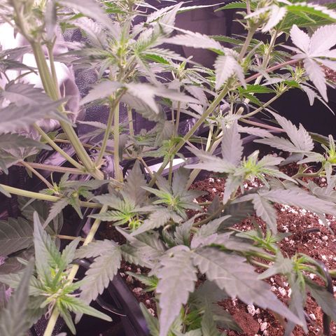 Eigener Dwarf growlog timeline photo