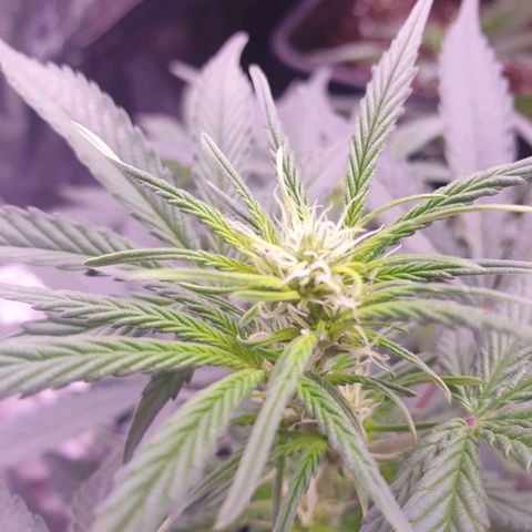 Eigener Dwarf growlog timeline photo