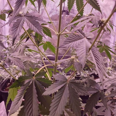 Pink Runtz Auto growlog timeline photo