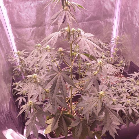 Pink Runtz Auto growlog timeline photo