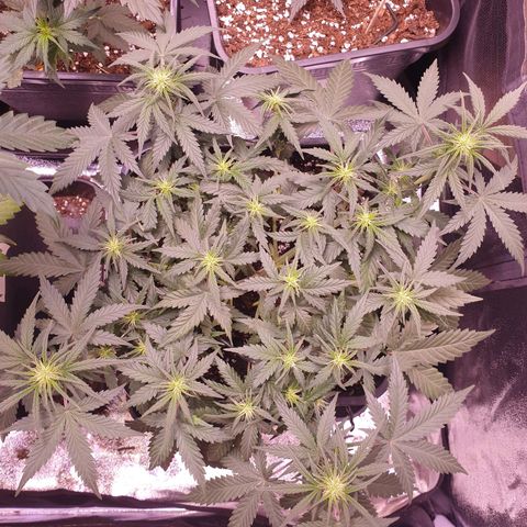 Royal Dwarf Auto growlog timeline photo