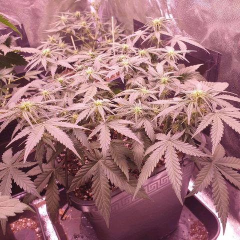 Royal Dwarf Auto growlog timeline photo