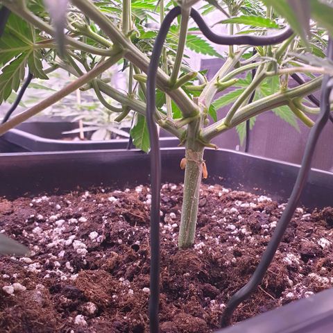 Royal Dwarf Auto growlog timeline photo
