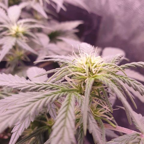 Royal Dwarf Auto growlog timeline photo