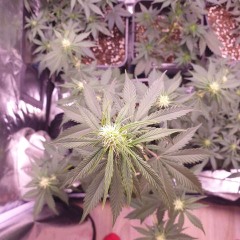 Pink Runtz Auto growlog timeline photo