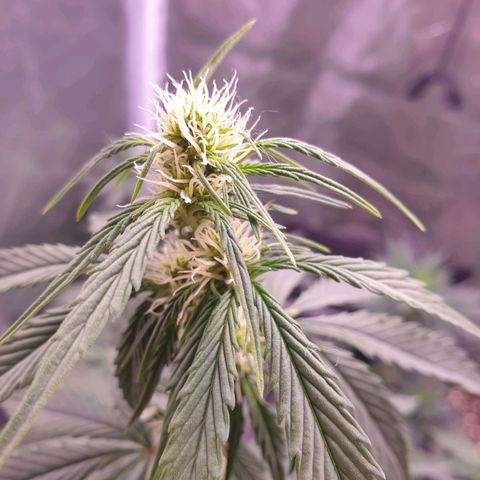 Pink Runtz Auto growlog timeline photo