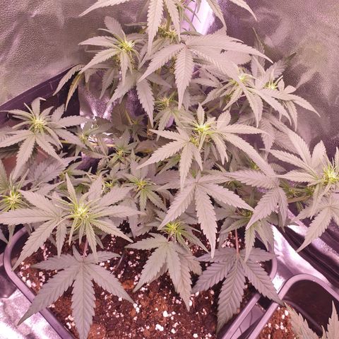 Eigener Dwarf growlog timeline photo