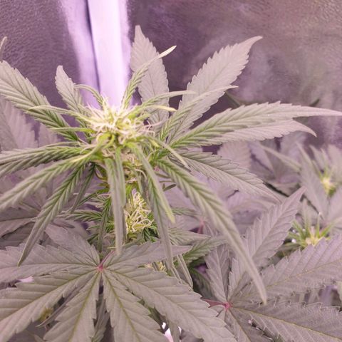 Eigener Dwarf growlog timeline photo