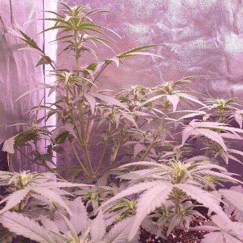 Eigener Dwarf growlog timeline photo