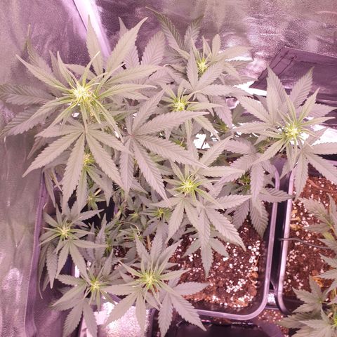 Eigener Dwarf growlog timeline photo