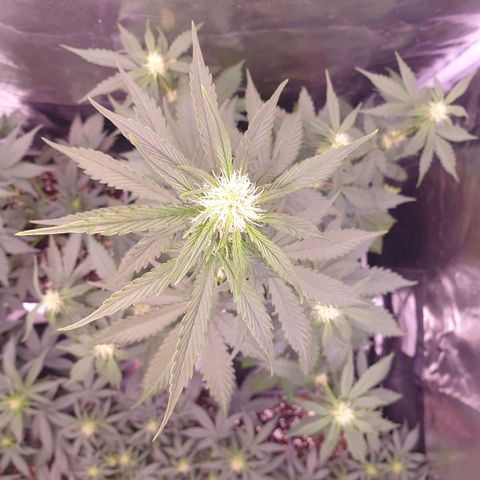 Pink Runtz Auto growlog timeline photo