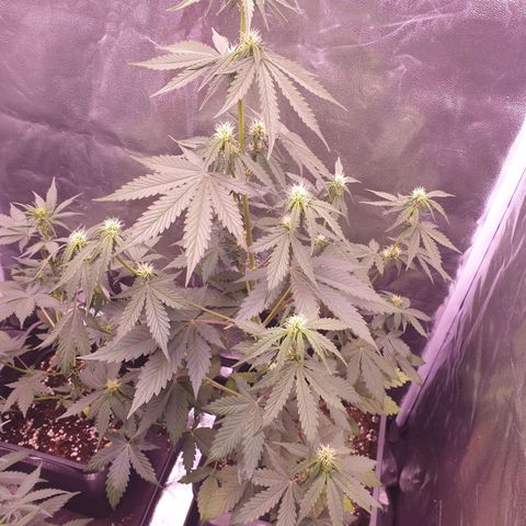 Pink Runtz Auto growlog timeline photo