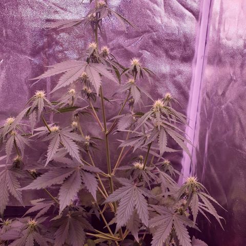 Pink Runtz Auto growlog timeline photo
