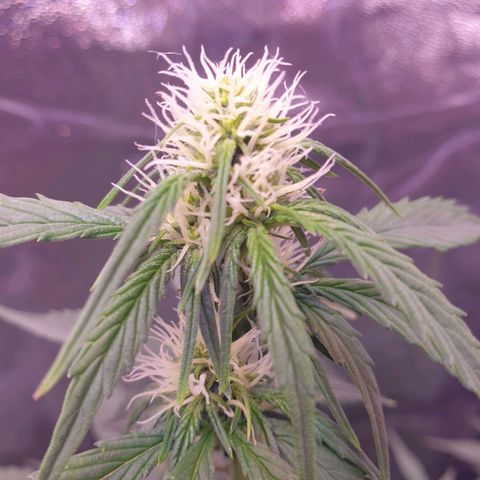 Pink Runtz Auto growlog timeline photo