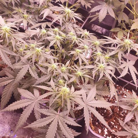 Royal Dwarf Auto growlog timeline photo
