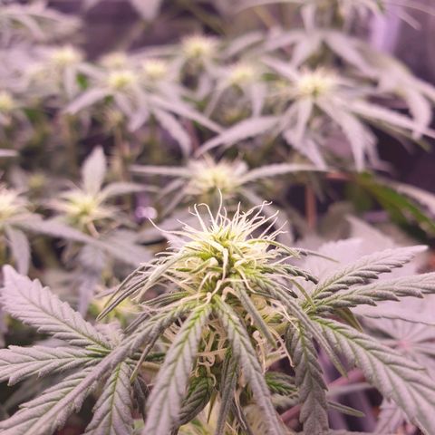 Royal Dwarf Auto growlog timeline photo