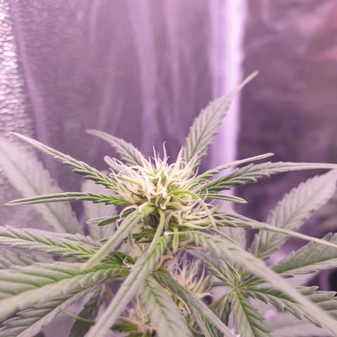 Eigener Dwarf growlog timeline photo