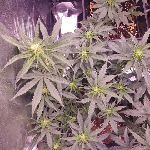 Eigener Dwarf growlog timeline photo