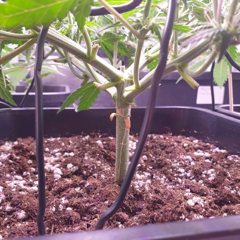 Royal Dwarf Auto growlog timeline photo