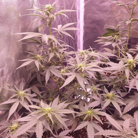 Eigener Dwarf growlog timeline photo