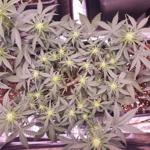 Royal Dwarf Auto growlog timeline photo