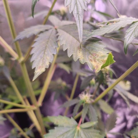 Pink Runtz Auto growlog photo: Blätter werden nun abgeschnitten und es wird weiter beobachtet. Ggf wird das düngen erhöht 
