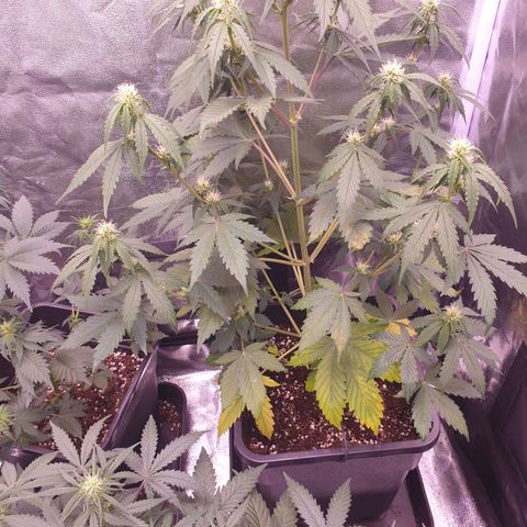 Pink Runtz Auto growlog photo: Blätter werden nun abgeschnitten und es wird weiter beobachtet. Ggf wird das düngen erhöht 