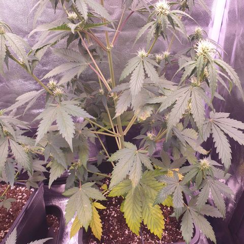 Pink Runtz Auto growlog photo: Blätter werden nun abgeschnitten und es wird weiter beobachtet. Ggf wird das düngen erhöht 