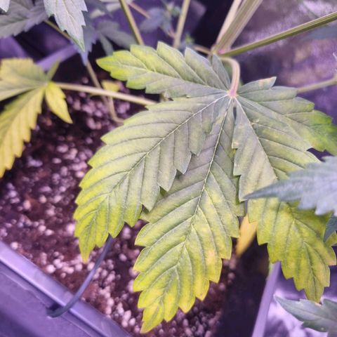 Pink Runtz Auto growlog photo: Blätter werden nun abgeschnitten und es wird weiter beobachtet. Ggf wird das düngen erhöht 