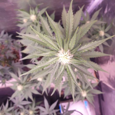 Pink Runtz Auto growlog timeline photo