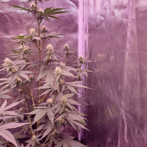 Pink Runtz Auto growlog timeline photo