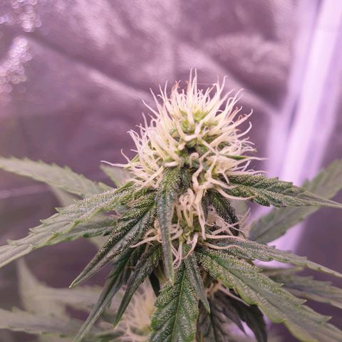 Pink Runtz Auto growlog timeline photo