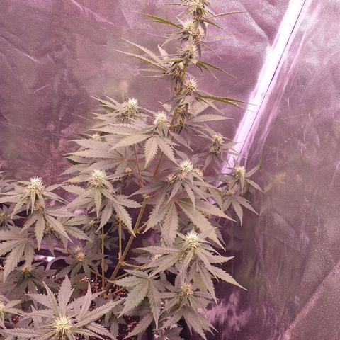Pink Runtz Auto growlog timeline photo