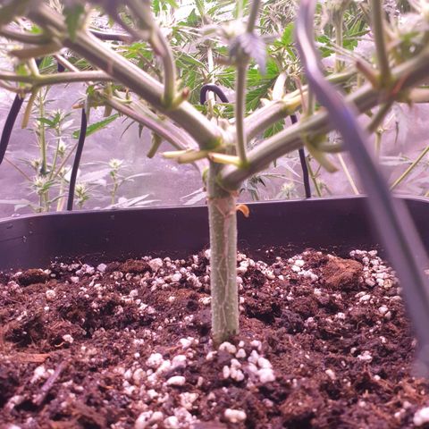Royal Dwarf Auto growlog timeline photo