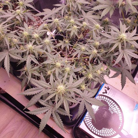 Royal Dwarf Auto growlog timeline photo