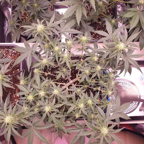 Royal Dwarf Auto growlog timeline photo