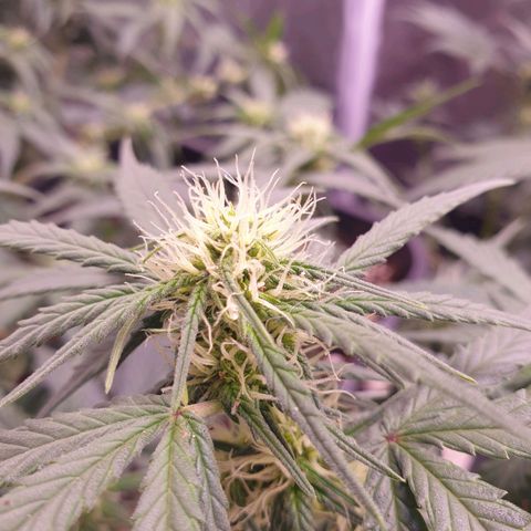 Royal Dwarf Auto growlog timeline photo