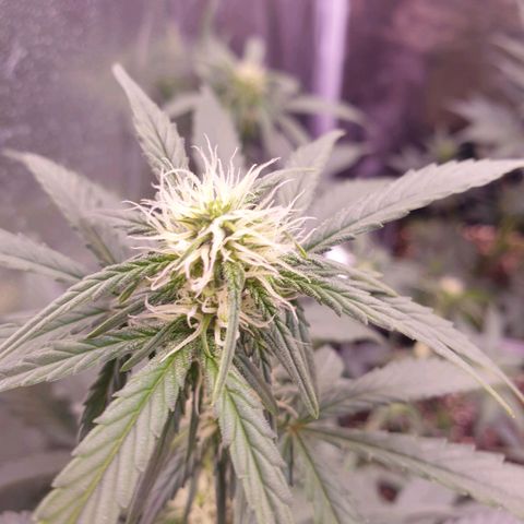Eigener Dwarf growlog timeline photo