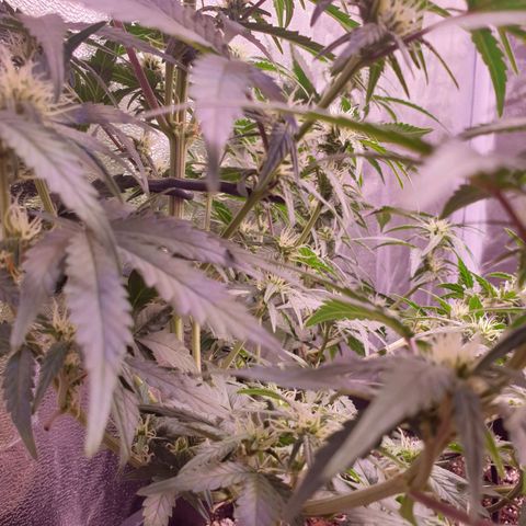 Eigener Dwarf growlog timeline photo