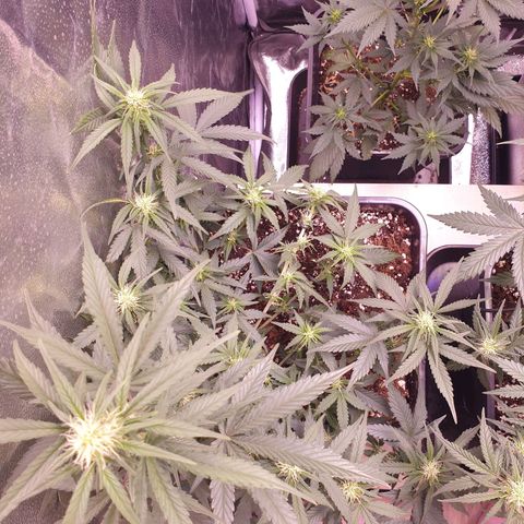 Eigener Dwarf growlog timeline photo