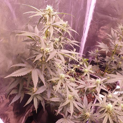 Eigener Dwarf growlog timeline photo