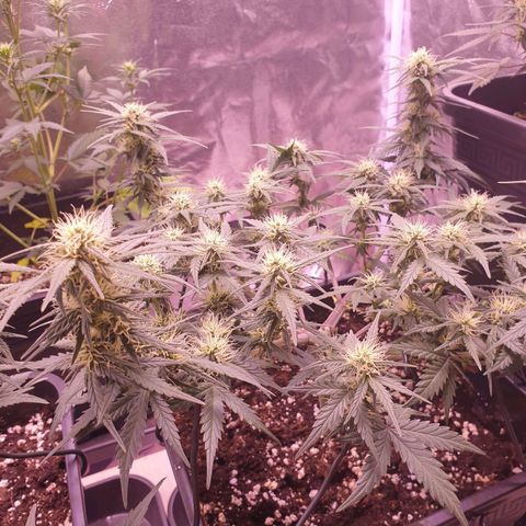 Royal Dwarf Auto growlog timeline photo
